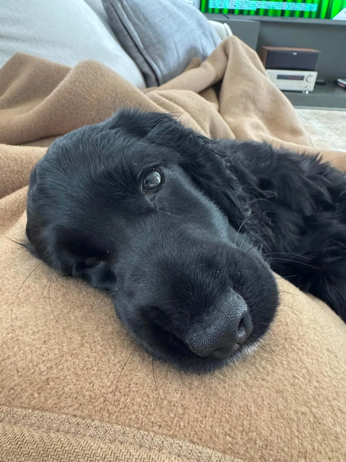 Jakub's black cocker spaniel resting on a sofa